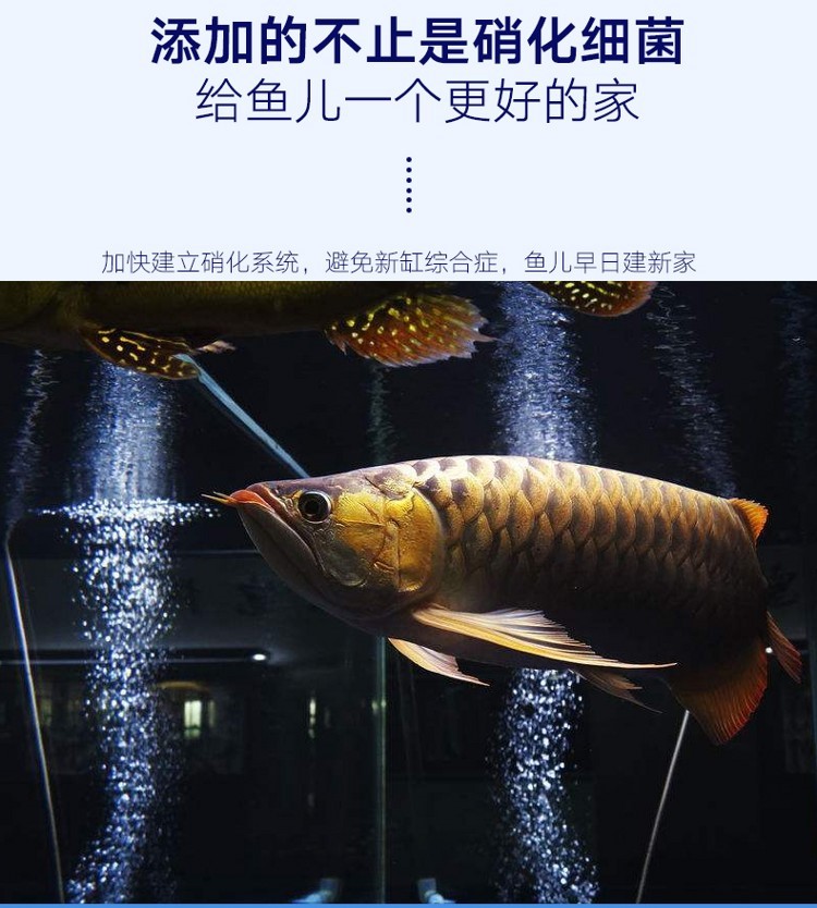 百因美魟魚龍魚硝化酵素水族硝化細菌活性消化菌大水體養(yǎng)殖專用 硝化細菌 第18張