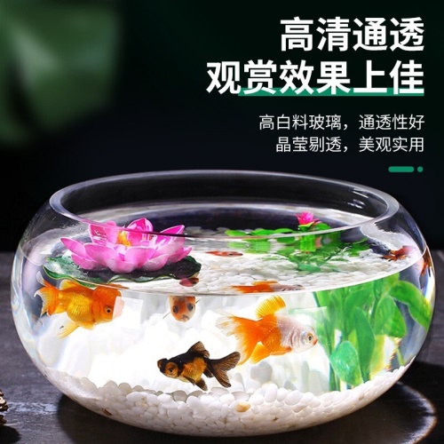 智匯玻璃魚(yú)缸圓形水族箱客廳家用小魚(yú)缸帶造景金魚(yú)缸鼓缸迷你桌面創(chuàng)意烏龜缸加厚透明草缸20鼓缸+造景套裝（彩石+水草+扇貝+貝殼） 烏龜 第6張