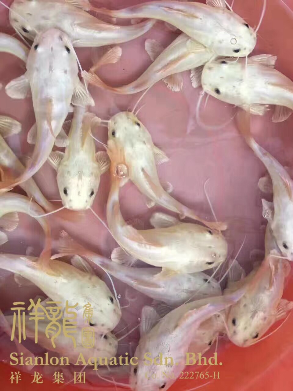 黃金貓魚_黃金貓_混養(yǎng)魚類_混養(yǎng)魚