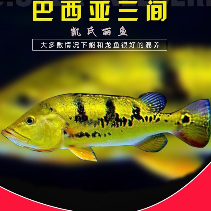 巴西亞魚_巴西亞_混養(yǎng)魚類_混養(yǎng)魚