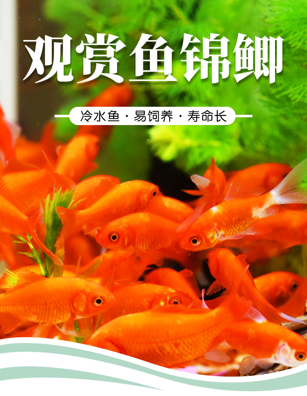 魚多趣錦鯽12條（3:5cm）活體草金魚 觀賞魚市場（混養(yǎng)魚） 第83張