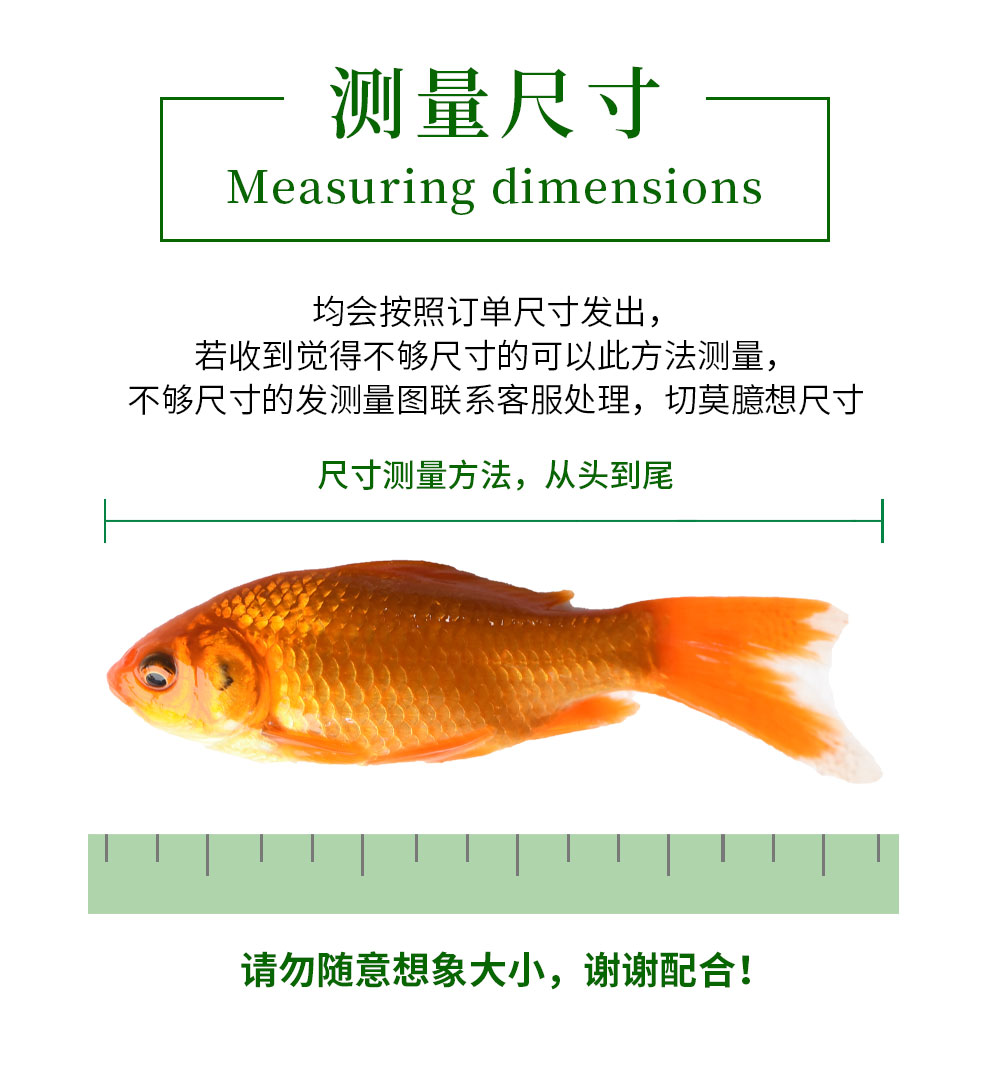 魚多趣錦鯽12條（3:5cm）活體草金魚 觀賞魚市場（混養(yǎng)魚） 第86張