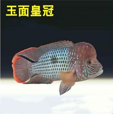 魚多趣錦鯽12條（3:5cm）活體草金魚 觀賞魚市場（混養(yǎng)魚） 第92張