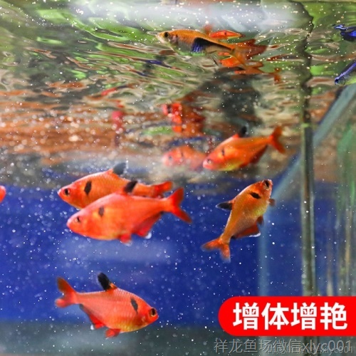 森森豐年蝦卵豐年蝦脫殼卵孔雀魚(yú)燈科魚(yú)幼魚(yú)紅蟲(chóng)飼料小型斗魚(yú)魚(yú)食 女王大帆魚(yú) 第9張