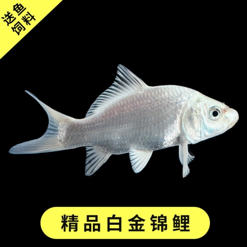 黃金錦鯉魚觀賞魚冷水魚金魚活體黃鯉魚招財(cái)魚風(fēng)水魚黃金龍鳳錦鯉 魚缸風(fēng)水 第13張