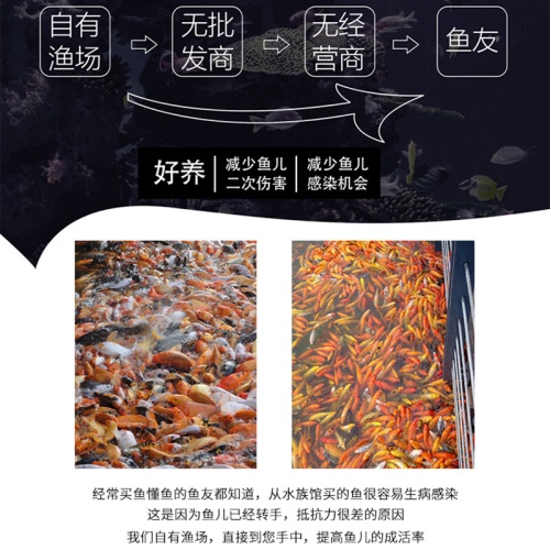 黃金錦鯉魚觀賞魚冷水魚金魚活體黃鯉魚招財魚風水魚黃金龍鳳錦鯉