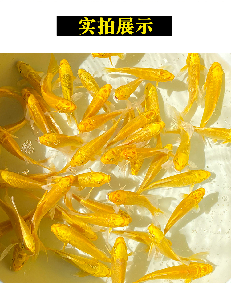 黃金錦鯉魚觀賞魚冷水魚金魚活體黃鯉魚招財(cái)魚風(fēng)水魚黃金龍鳳錦鯉 魚缸風(fēng)水 第84張