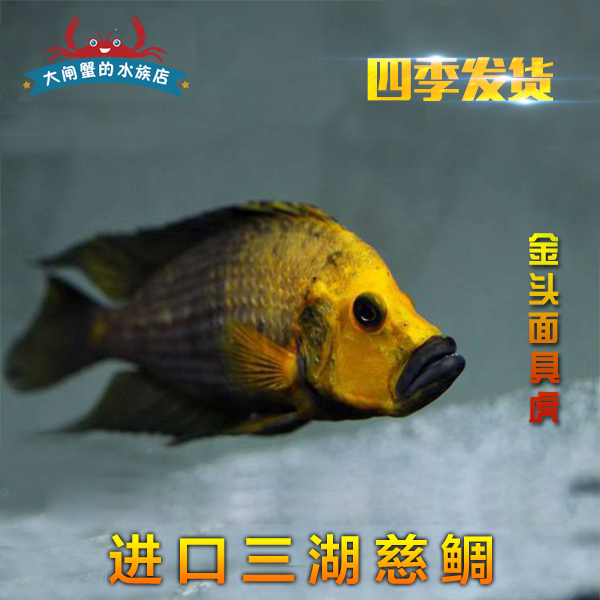 來一波 虎魚百科