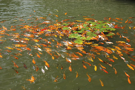 麻煩各位大神看看是不是過背 廣州觀賞魚批發(fā)市場 第7張