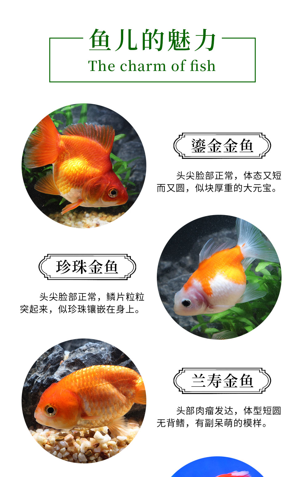 萌小星金魚活體隨機(jī)金魚5條（3:5cm）觀賞魚活體 魚缸百科 第100張