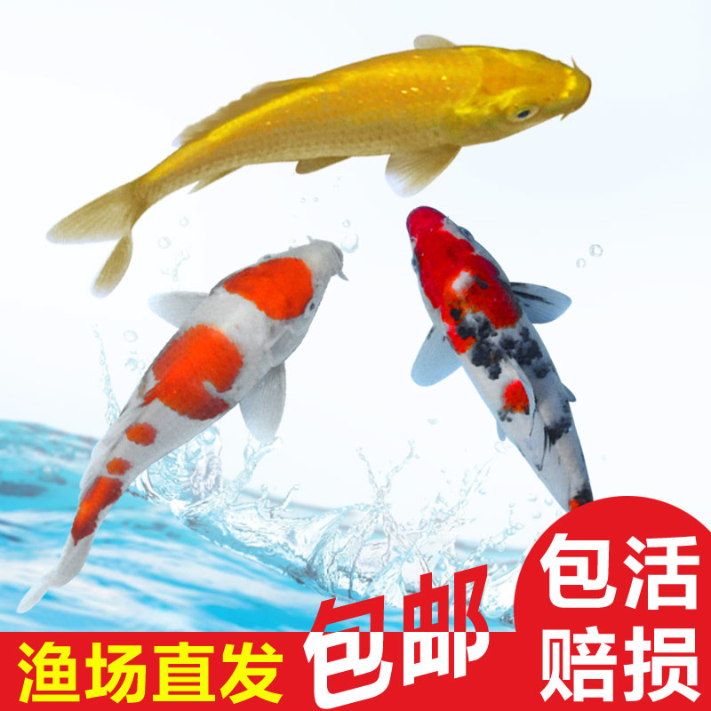 夏季魚缸降溫大法我給您備齊了 觀賞魚魚苗