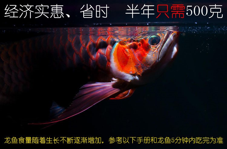 馬印龍魚飼料金龍魚飼料龍魚飼料專用魚食紅龍魚飼料龍魚飼料活體 馬印水族 第30張