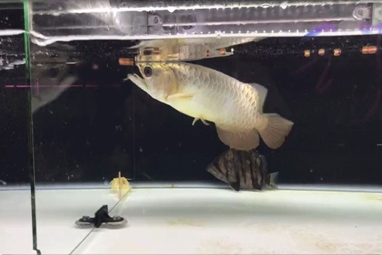 馬印龍魚飼料金龍魚飼料龍魚飼料專用魚食紅龍魚飼料龍魚飼料活體 馬印水族 第23張