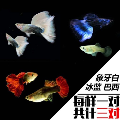 豆樂奇孔雀魚鳳尾魚繁殖魚胎生魚熱帶魚觀賞魚淡水魚百萬魚活體魚小型魚彩虹魚孔雀魚純種好養(yǎng)易活 藍帆三間魚 第11張