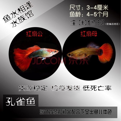 豆樂(lè)奇孔雀魚(yú)鳳尾魚(yú)繁殖魚(yú)胎生魚(yú)熱帶魚(yú)觀賞魚(yú)淡水魚(yú)百萬(wàn)魚(yú)活體魚(yú)小型魚(yú)彩虹魚(yú)孔雀魚(yú)純種好養(yǎng)易活