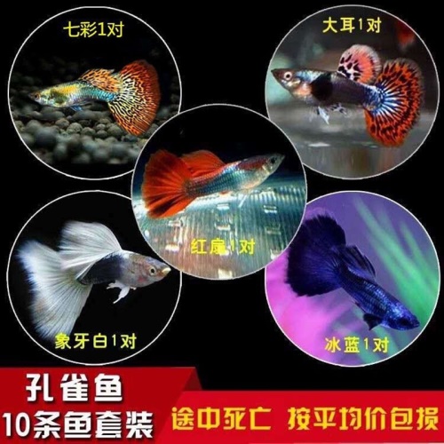 豆樂奇孔雀魚鳳尾魚繁殖魚胎生魚熱帶魚觀賞魚淡水魚百萬魚活體魚小型魚彩虹魚孔雀魚純種好養(yǎng)易活 藍帆三間魚 第13張