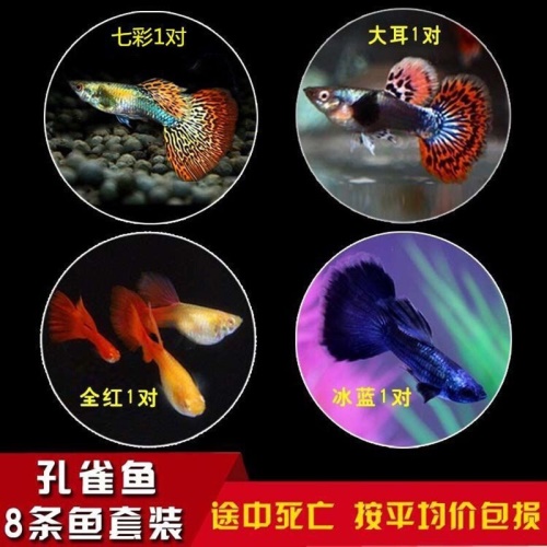 豆樂奇孔雀魚鳳尾魚繁殖魚胎生魚熱帶魚觀賞魚淡水魚百萬魚活體魚小型魚彩虹魚孔雀魚純種好養(yǎng)易活 藍帆三間魚 第12張