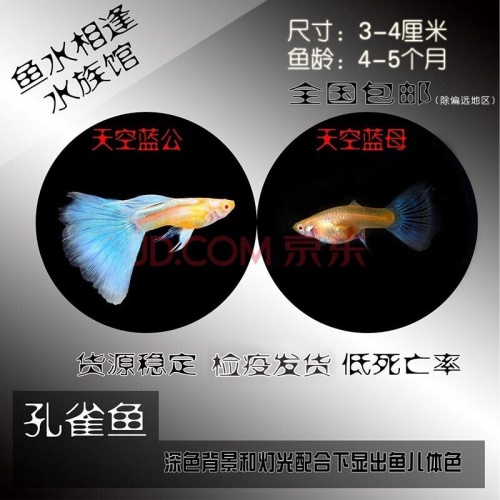 豆樂奇孔雀魚鳳尾魚繁殖魚胎生魚熱帶魚觀賞魚淡水魚百萬魚活體魚小型魚彩虹魚孔雀魚純種好養(yǎng)易活 藍帆三間魚 第10張