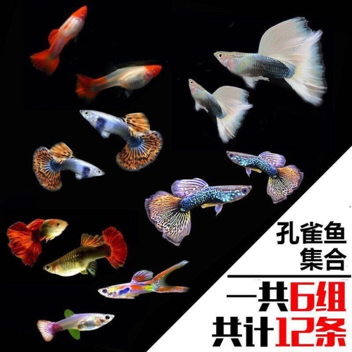 豆樂奇孔雀魚鳳尾魚繁殖魚胎生魚熱帶魚觀賞魚淡水魚百萬魚活體魚小型魚彩虹魚孔雀魚純種好養(yǎng)易活 藍帆三間魚 第15張