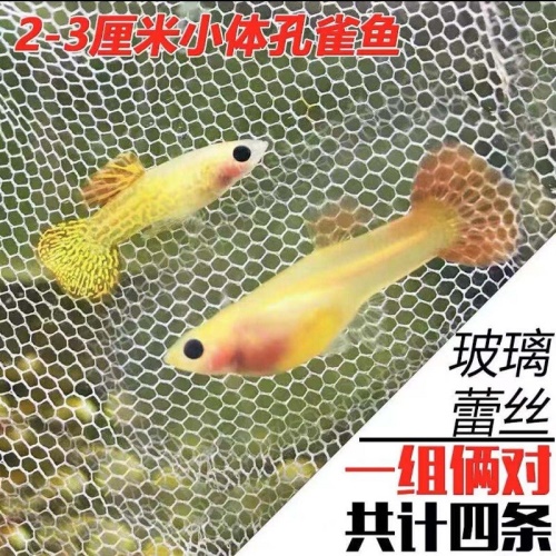 豆樂奇孔雀魚鳳尾魚繁殖魚胎生魚熱帶魚觀賞魚淡水魚百萬魚活體魚小型魚彩虹魚孔雀魚純種好養(yǎng)易活 藍帆三間魚 第22張