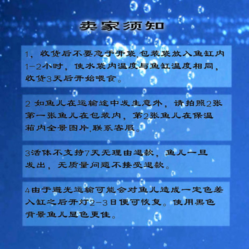 豆樂奇孔雀魚鳳尾魚繁殖魚胎生魚熱帶魚觀賞魚淡水魚百萬魚活體魚小型魚彩虹魚孔雀魚純種好養(yǎng)易活 藍帆三間魚 第74張