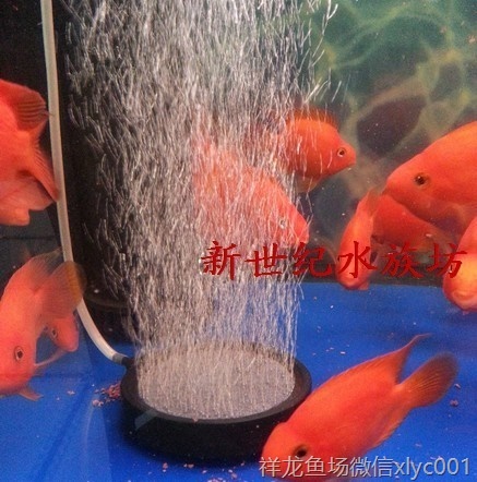 高溫?zé)Y(jié)氣盤石高級氣泡盤魚缸增氧氣泡石堅硬邊框盤超靜音