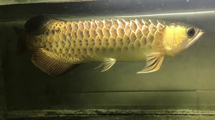 高背一條6年40厘米 魟魚(yú)百科 第1張