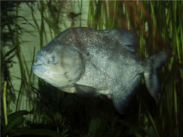 終于不綠了還有點(diǎn)混水 虎魚百科 第2張