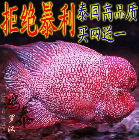 下雨天看魚(yú)發(fā)呆 羅漢魚(yú) 第2張