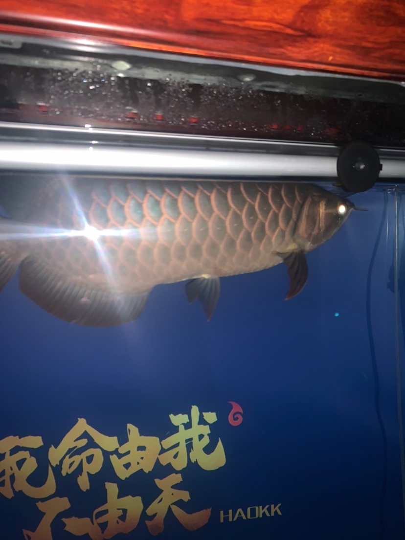 龍魚空咬什么原因沒東西一頓咬