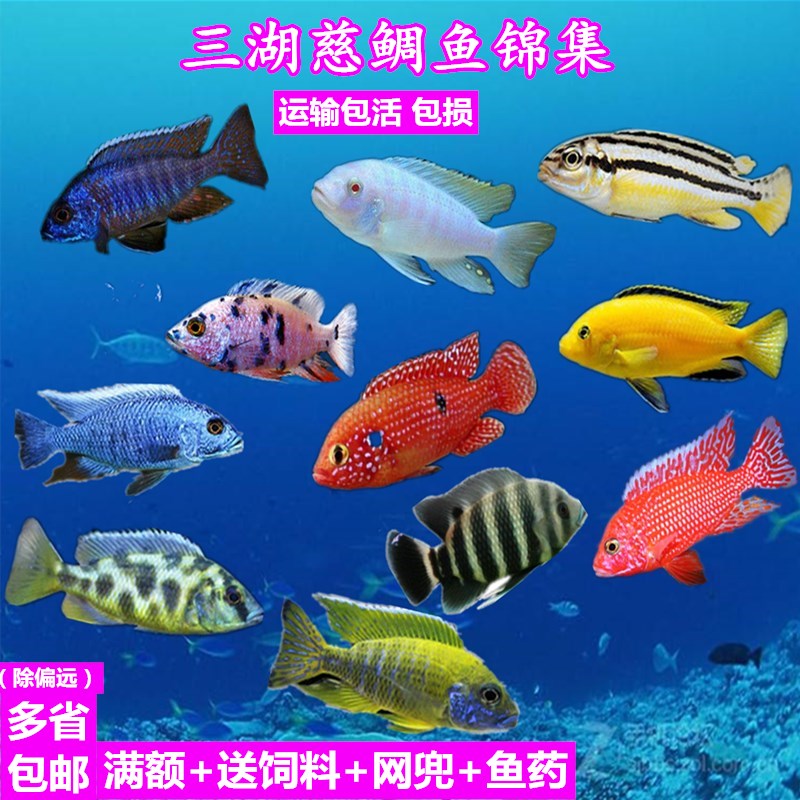 各位魚(yú)友大家好請(qǐng)問(wèn)下家里沒(méi)人停電28個(gè)小時(shí)把家里的魚(yú)整死了和電力公司打官司能打贏嗎？因?yàn)楣る? title=