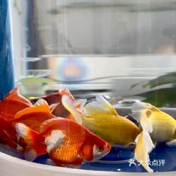 入池了 觀賞魚市場 第2張