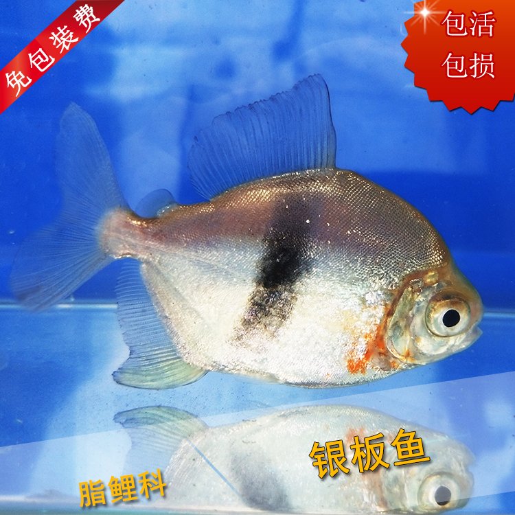 一路走好來世不要做魚