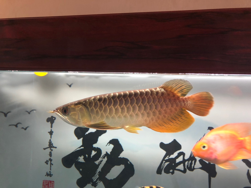 金龍尾巴后面透明 南美異形觀賞魚 第5張