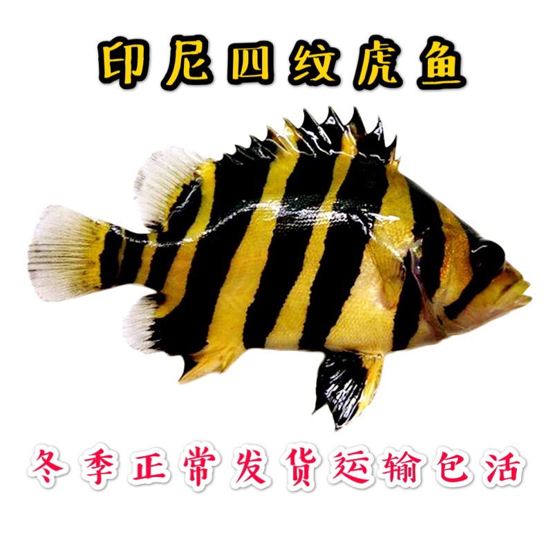 大神們有獎(jiǎng) 虎魚魚苗 第3張