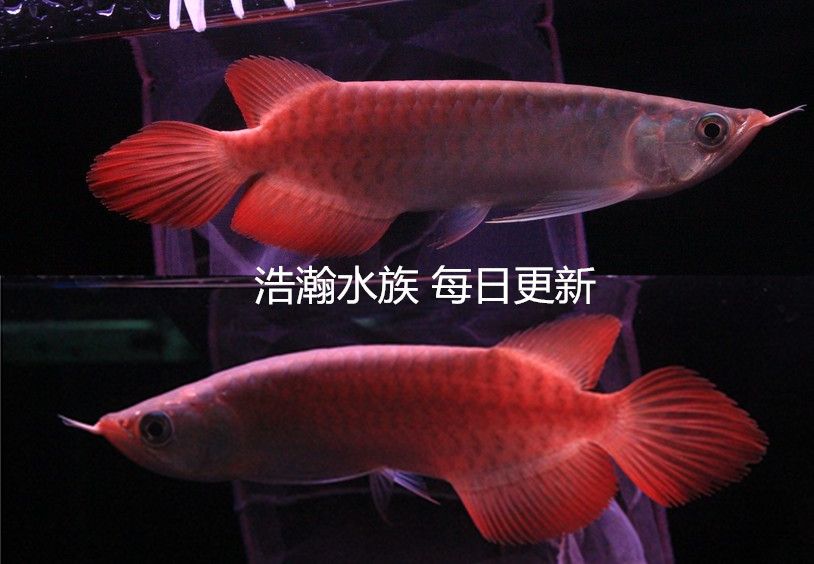 辰赤～辰赤紅龍到店 紅龍魚百科