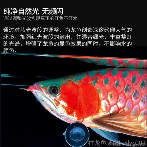 馬印龍魚增艷燈亮彩燈紅龍燈馬印神燈馬印紅龍燈 馬印水族 第2張