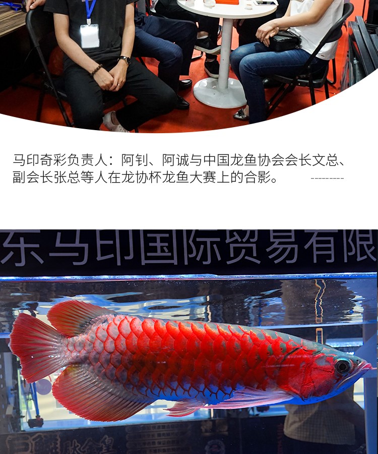 馬印龍魚增艷燈亮彩燈紅龍燈馬印神燈馬印紅龍燈 馬印水族 第17張