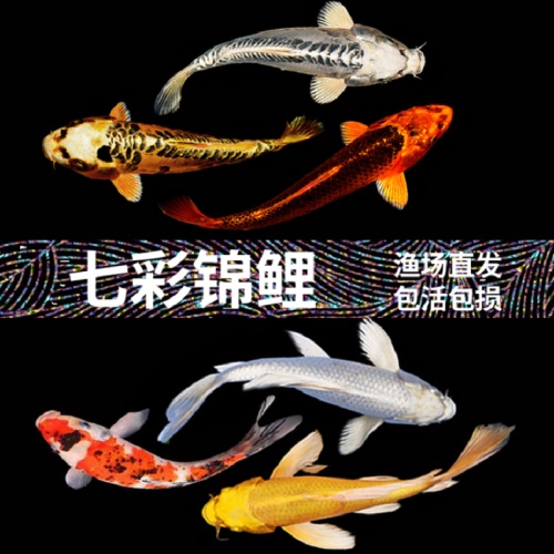 錦鯉活魚純種觀賞魚小型好養(yǎng)冷水淡水魚大正三色魚苗錦鯉活體華狄