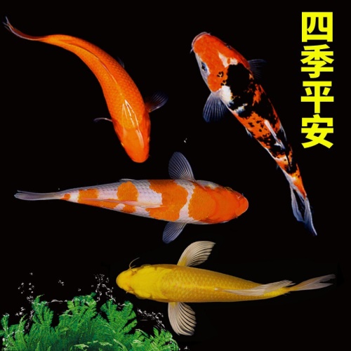 錦鯉活魚純種觀賞魚小型好養(yǎng)冷水淡水魚大正三色魚苗錦鯉活體華狄