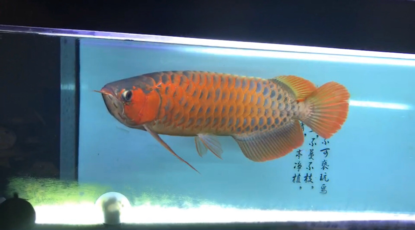 不忘初心方得始終龍魚飼養(yǎng)的變化魅力 白子黃化銀龍魚 第5張