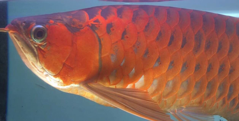 不忘初心方得始終龍魚飼養(yǎng)的變化魅力 白子黃化銀龍魚 第6張