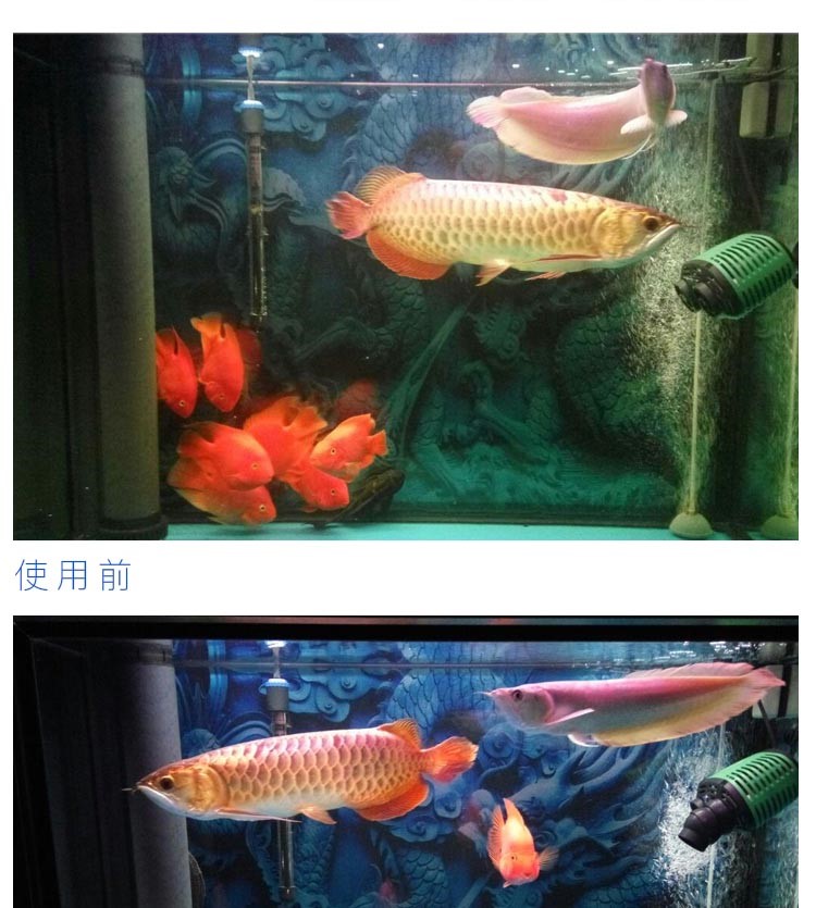 魔幻磁力寶濾材魚缸硝化細菌屋過濾材料上濾底濾側(cè)濾魚缸過濾材料 硝化細菌 第23張