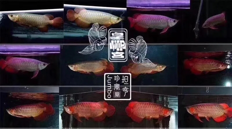 八一建軍節(jié)特惠龍魚的購物狂歡 泰國雪鯽魚 第6張