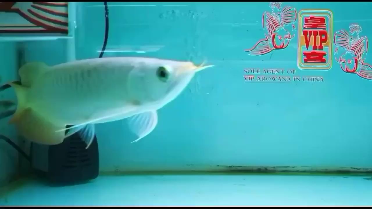 八一建軍節(jié)特惠龍魚的購物狂歡 泰國雪鯽魚 第4張