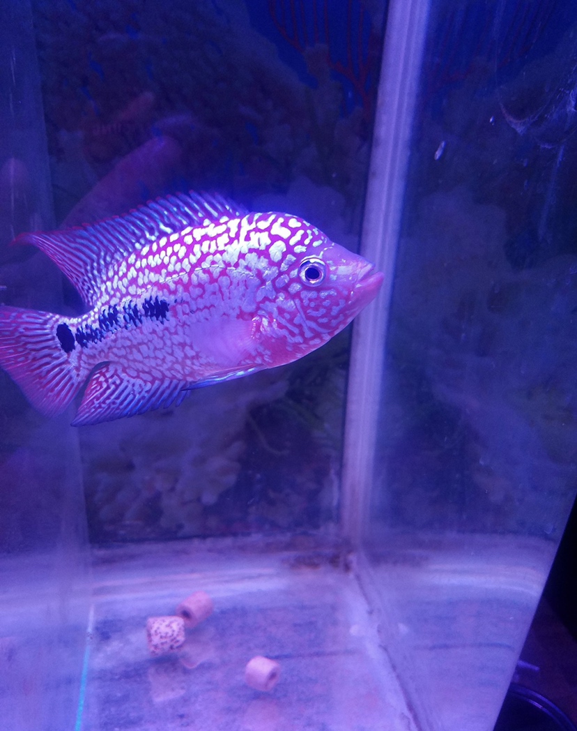 麻煩幫忙看看這條魚怎么樣？值不值得入手？ 水族用品 第2張