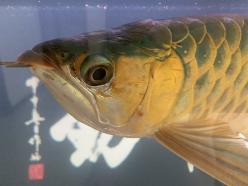 水霉嗎？ 赤荔鳳冠魚(yú) 第6張