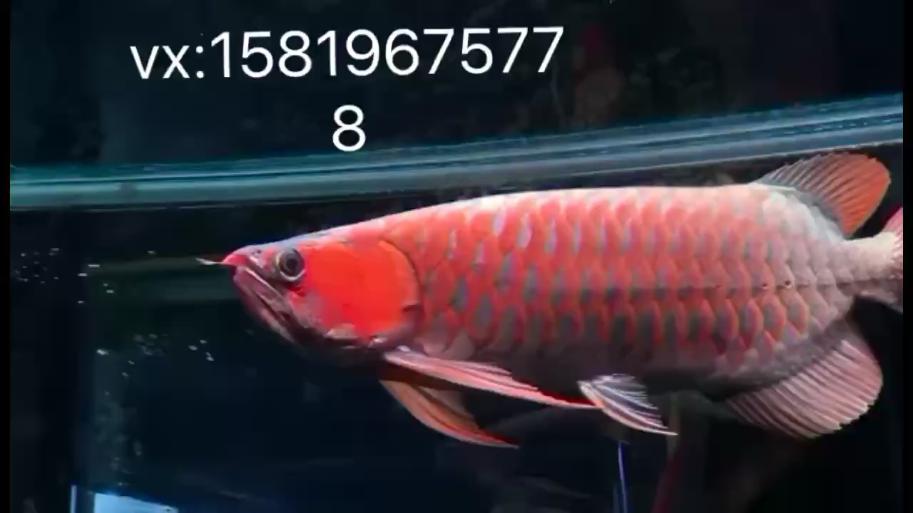 透缸47公分 申古三間魚 第2張