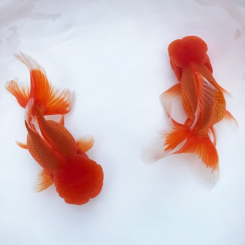 冷水觀賞魚獅子頭金魚活體好養(yǎng)耐活淡水大中小型魚苗寵物魚珍珠碟尾鎏金蘭壽金魚活體魚苗 其它水族用具設(shè)備 第1張