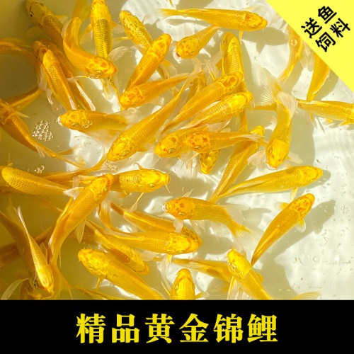 冷水觀賞魚獅子頭金魚活體好養(yǎng)耐活淡水大中小型魚苗寵物魚珍珠碟尾鎏金蘭壽金魚活體魚苗 其它水族用具設(shè)備 第19張